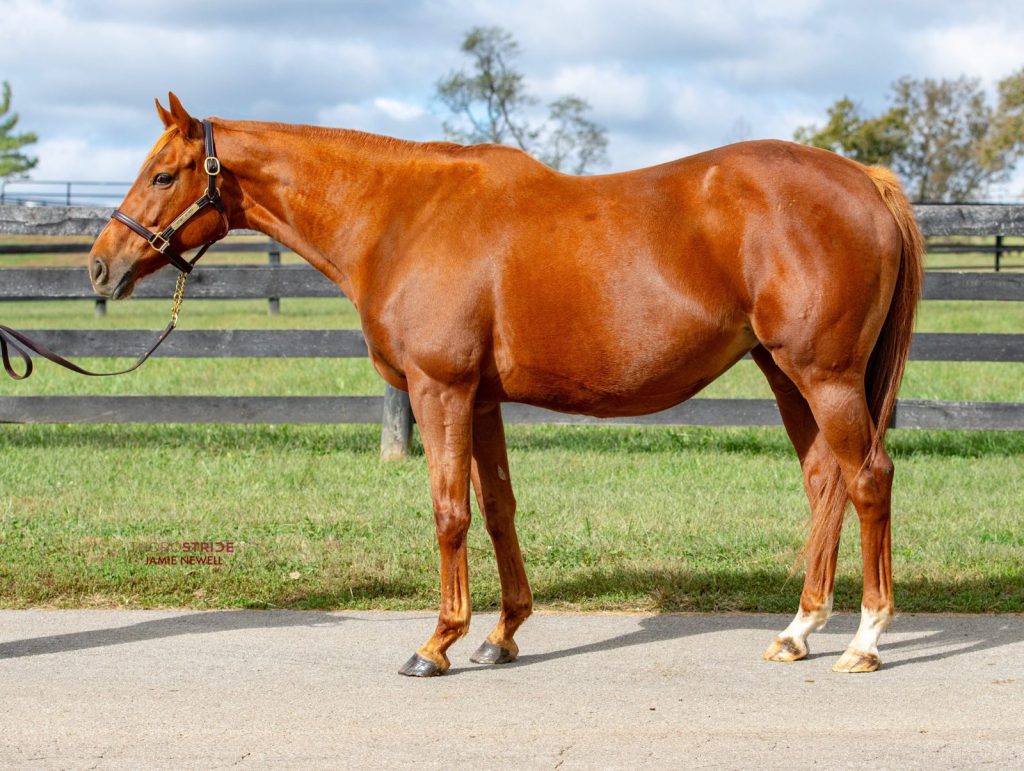 Glennwood Farm to offer two Grade 1 producers, including dam of Napoleon Solo, at&nbsp;Fasig-Tipton